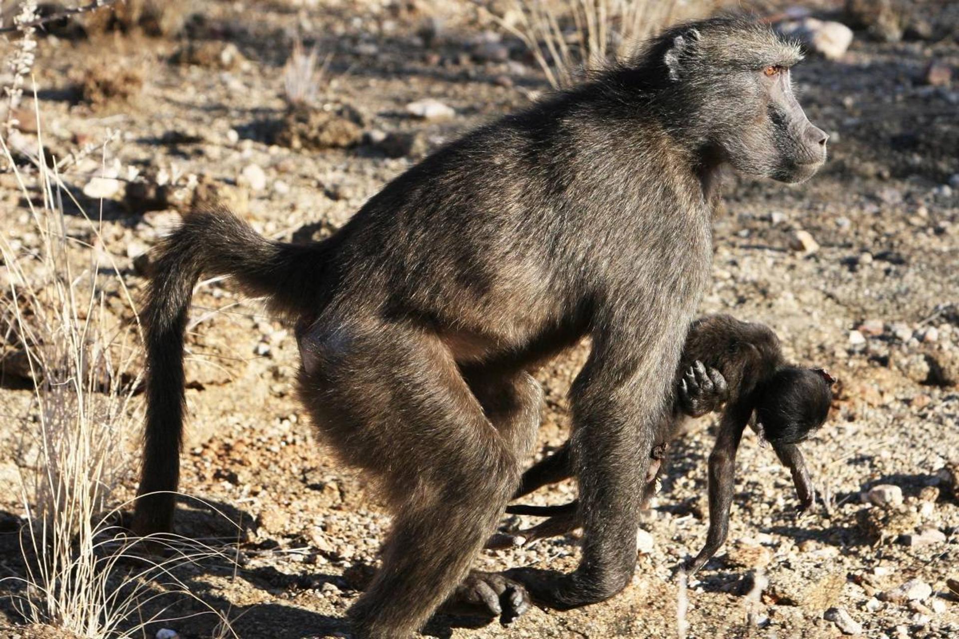 چرا نخستی‌ها نوزادان مرده خود را با خود حمل می‌کنند؟