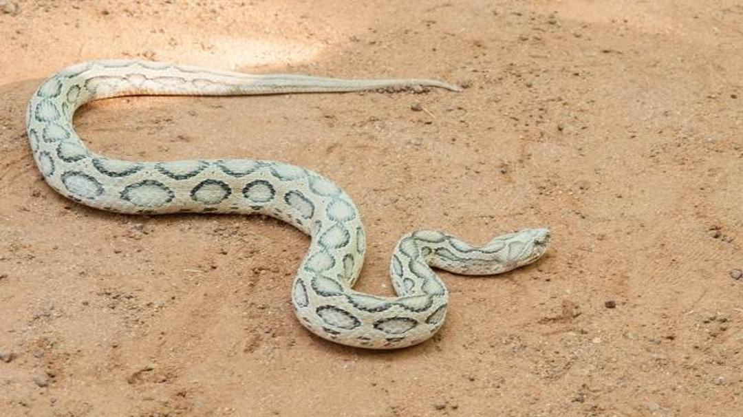 افعی راسل / Russell viper