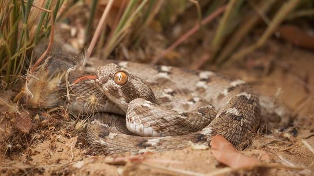 مار جعفری  / Saw scaled vipers