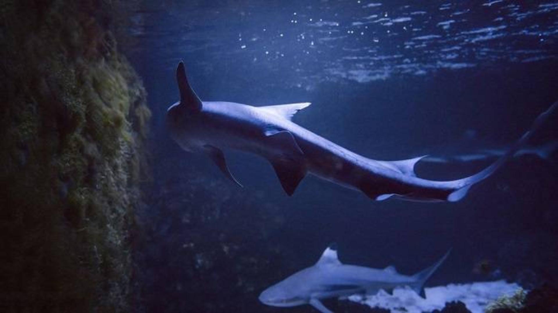 کوسه صیقلی / smoothhound shark