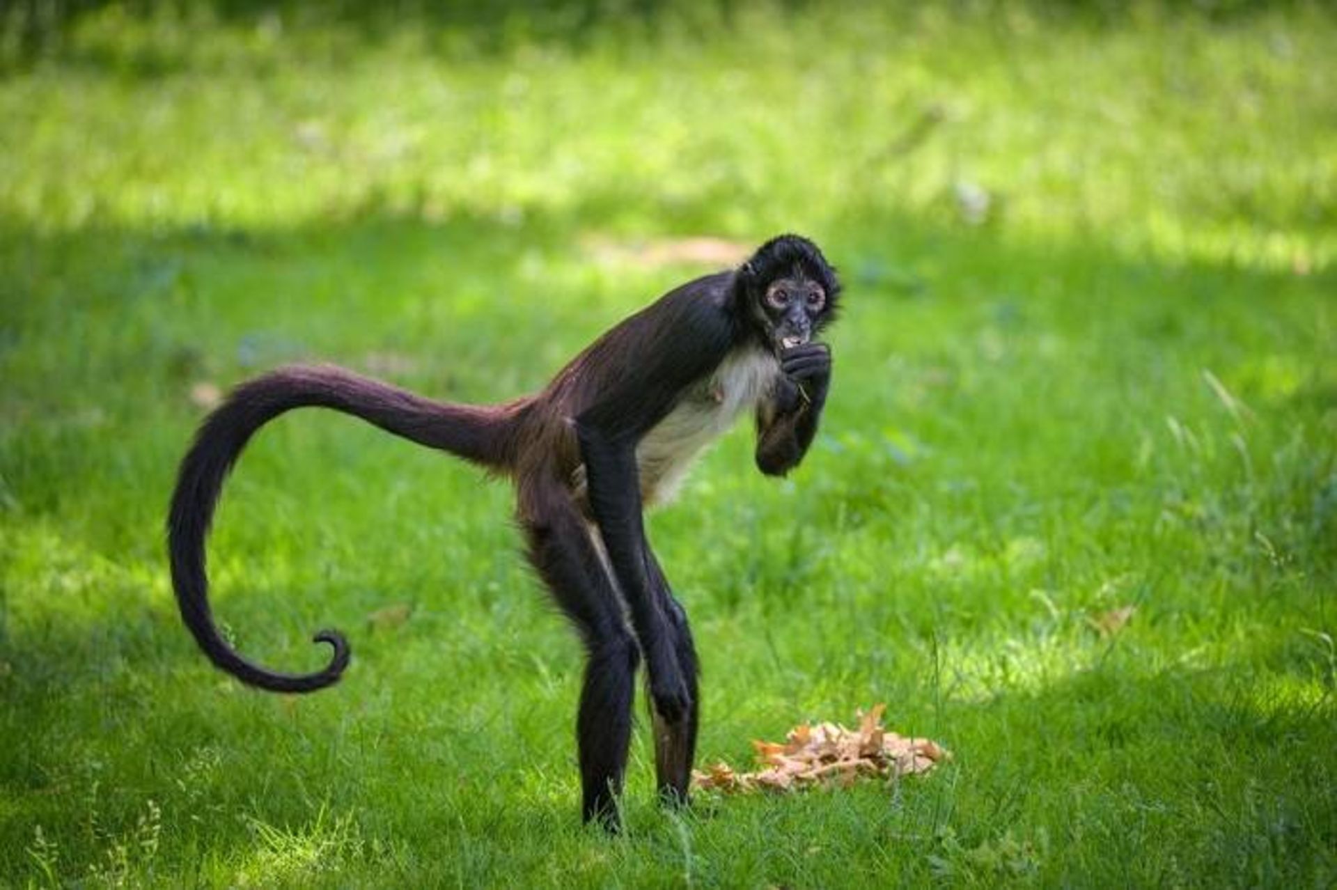 میمون عنکبوتی / spider monkey