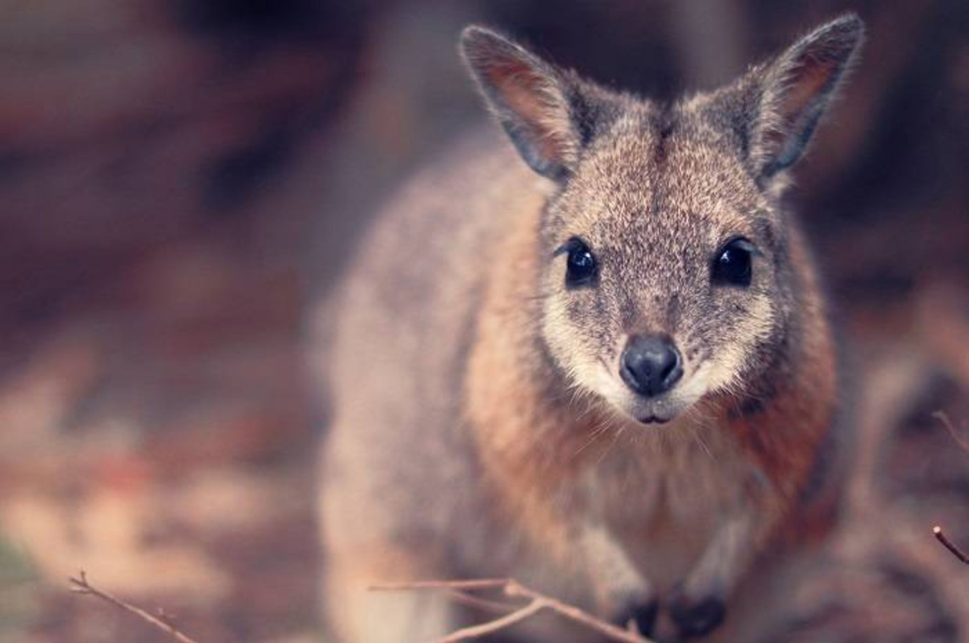 والابی تامار / tammar wallaby