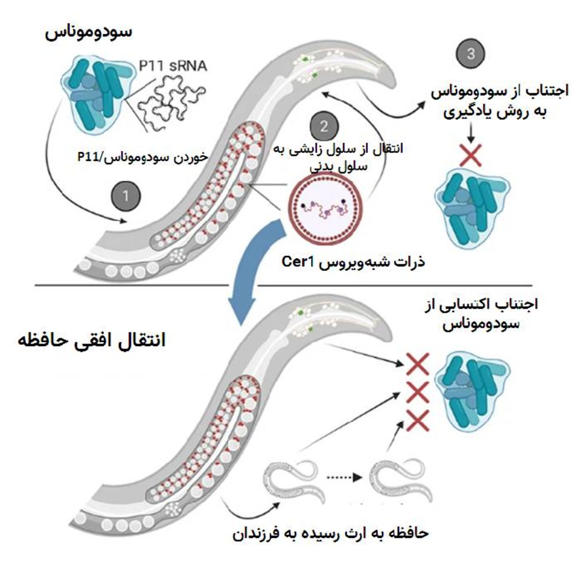 روش انتقال حافظه در کرم الگانس