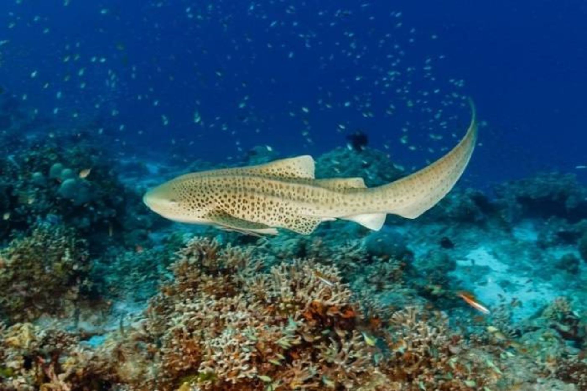 کوسه‌ گورخری/ Zebra shark