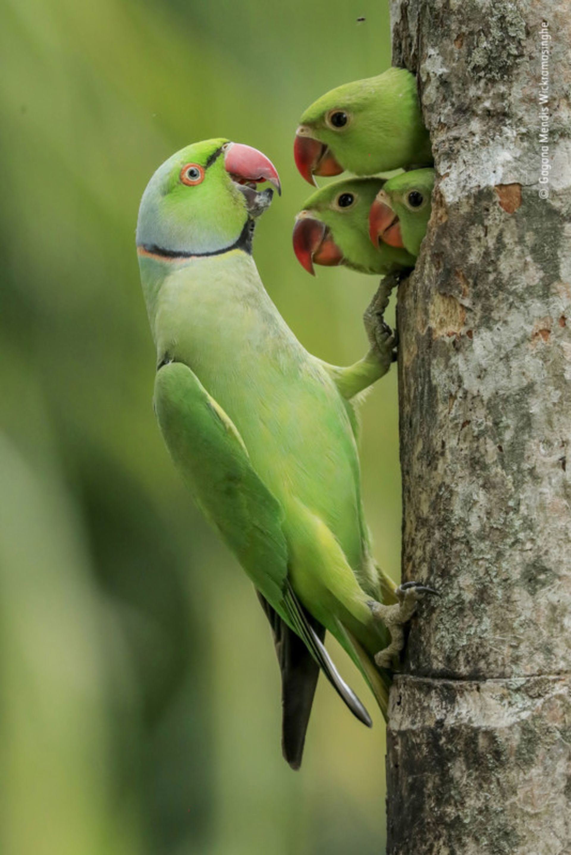 تصاویر برتر مسابقه عکاسی از حیات وحش ۲۰۲۱