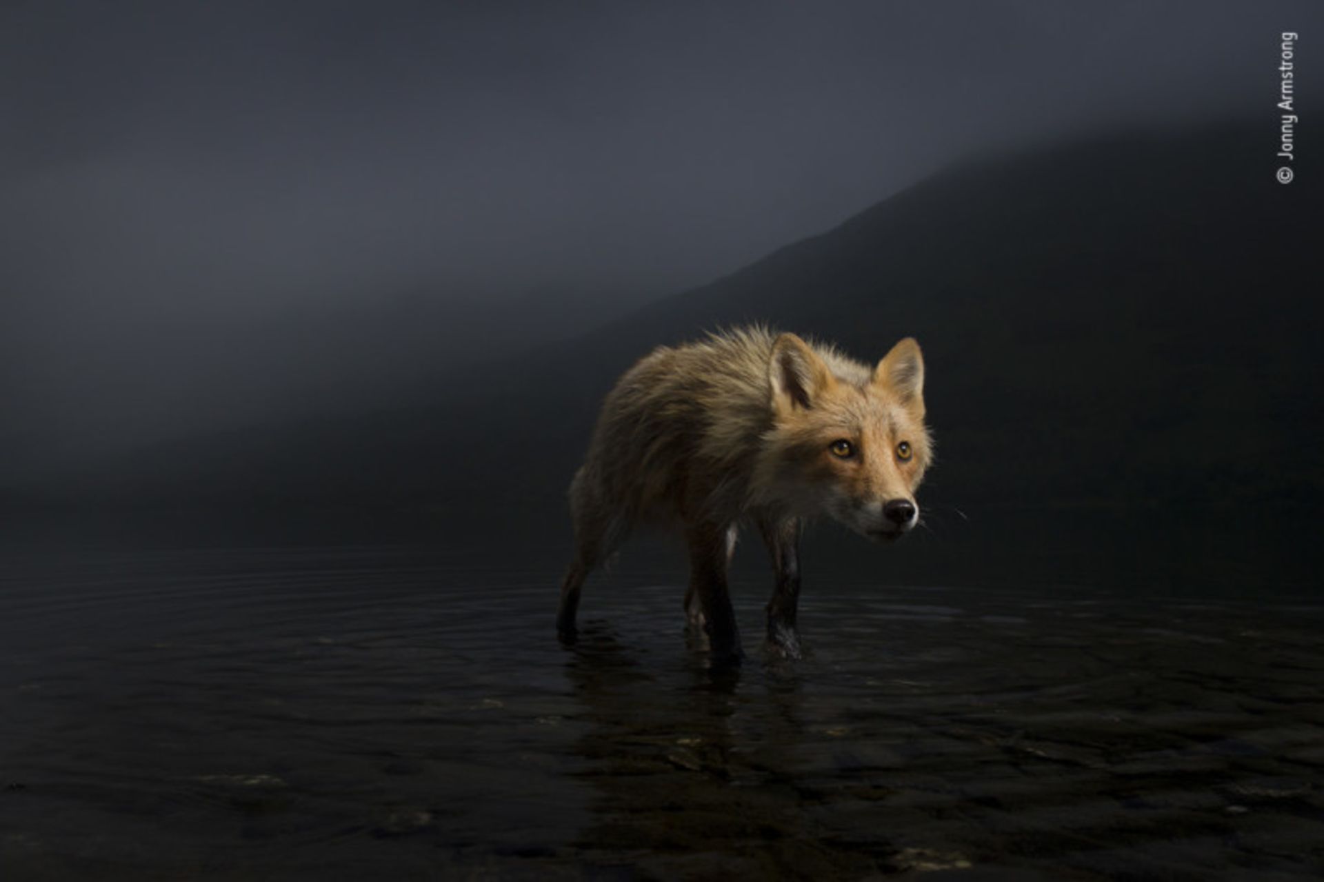 تصاویر برتر مسابقه عکاسی از حیات وحش ۲۰۲۱