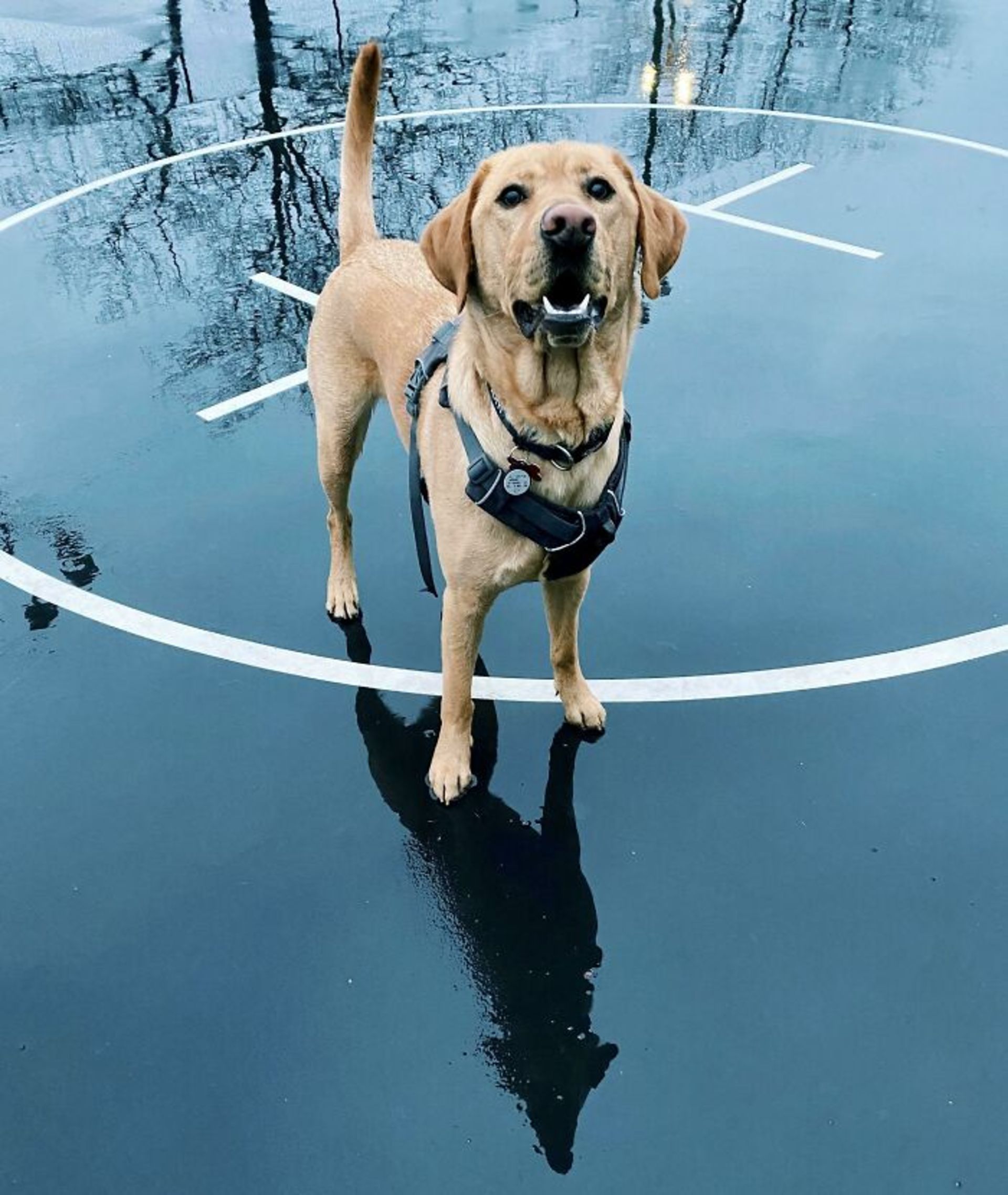 بازتاب گرگی سگ