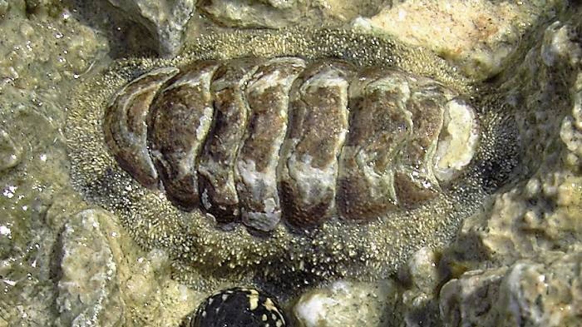 گهواره دریایی / Chiton