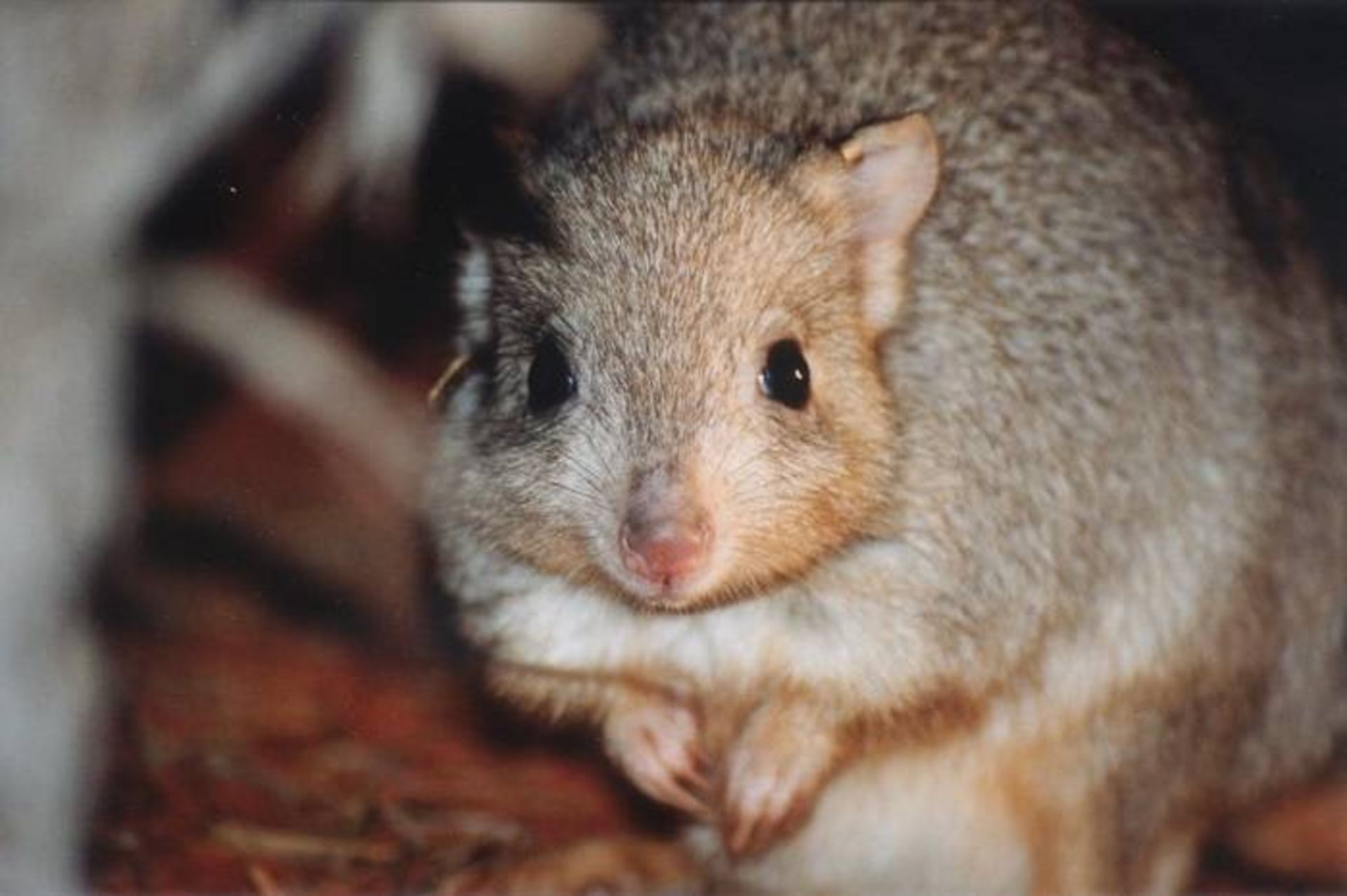 بتونگ حفار در استرالیا / Burrowing bettong