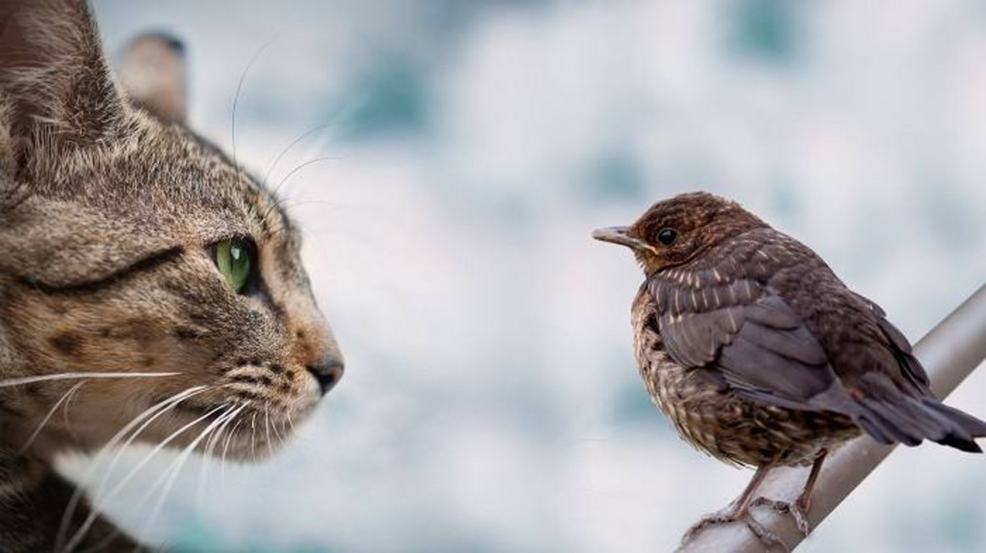 گربه خانگی و پرنده / domestic cat 