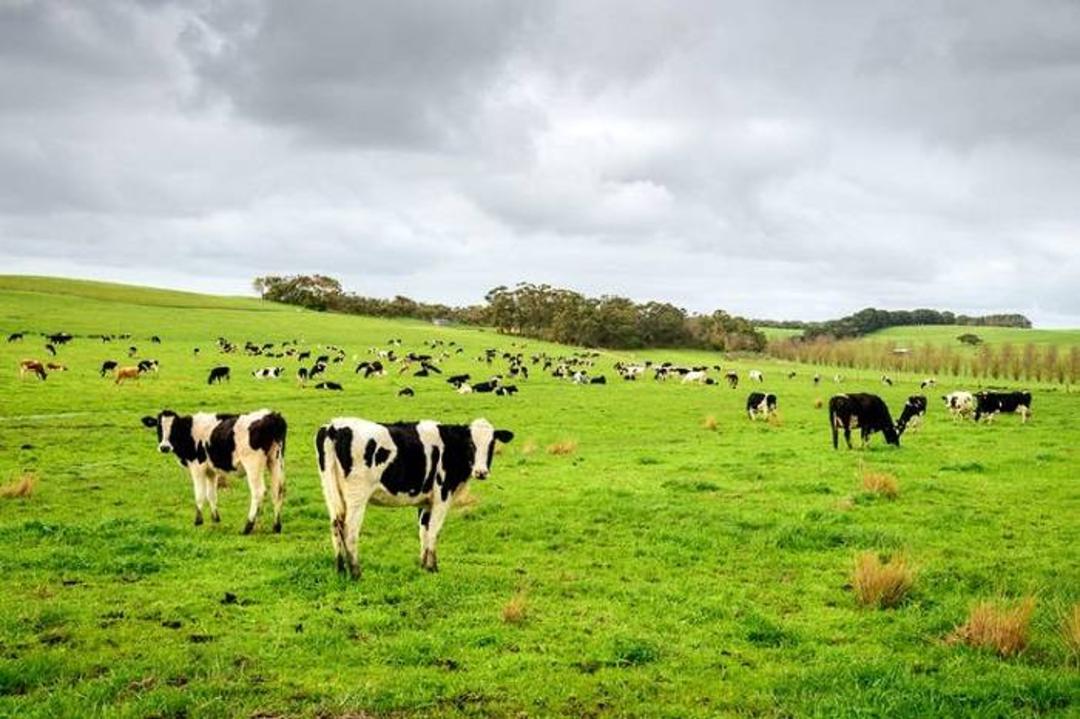 گاو / cattle