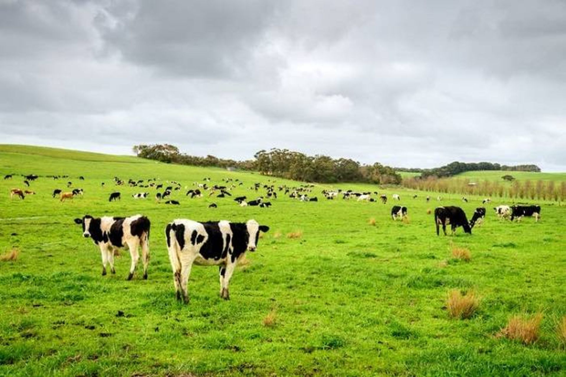 گاو / cattle