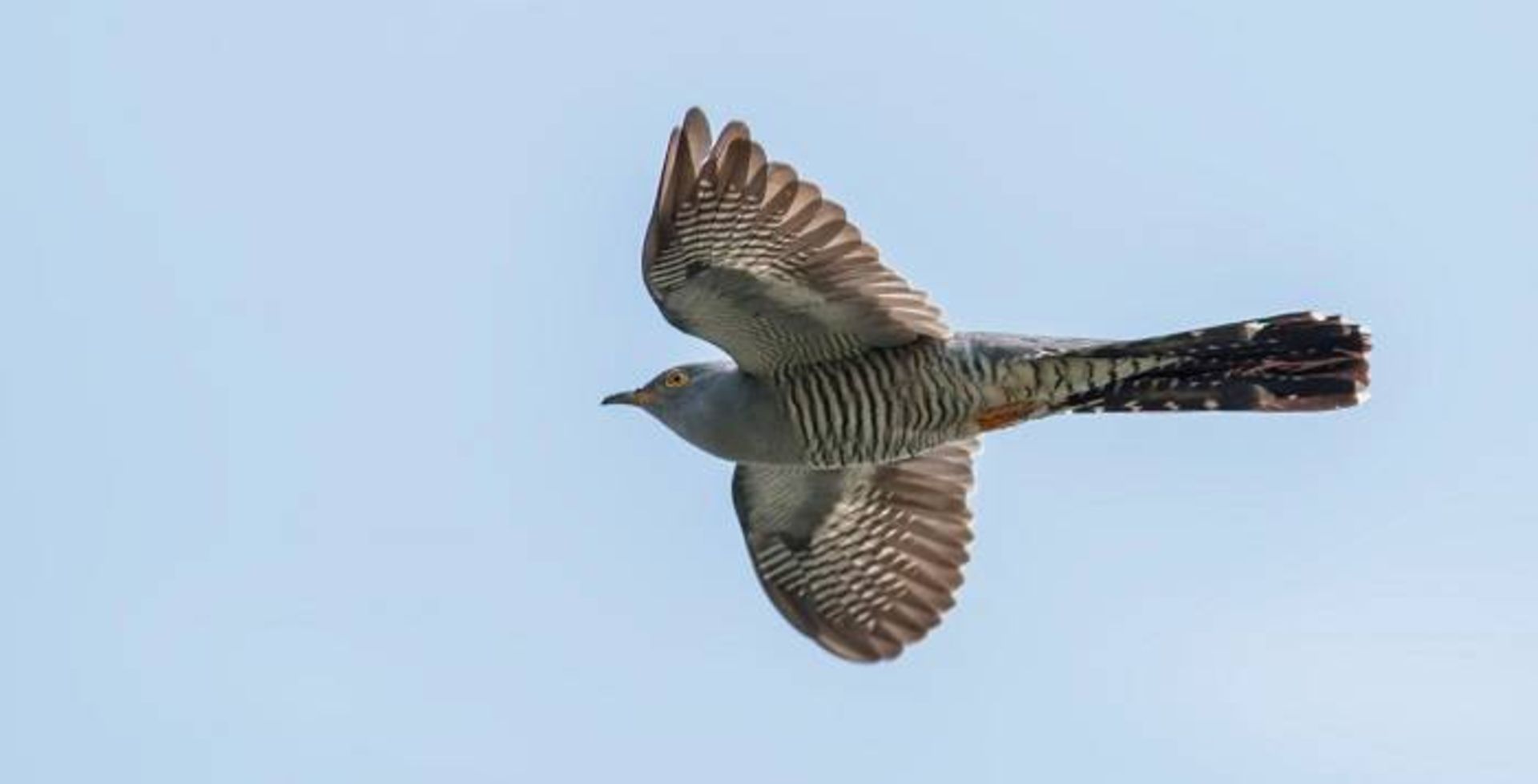پرنده کوکوی معمولی / common cuckoo
