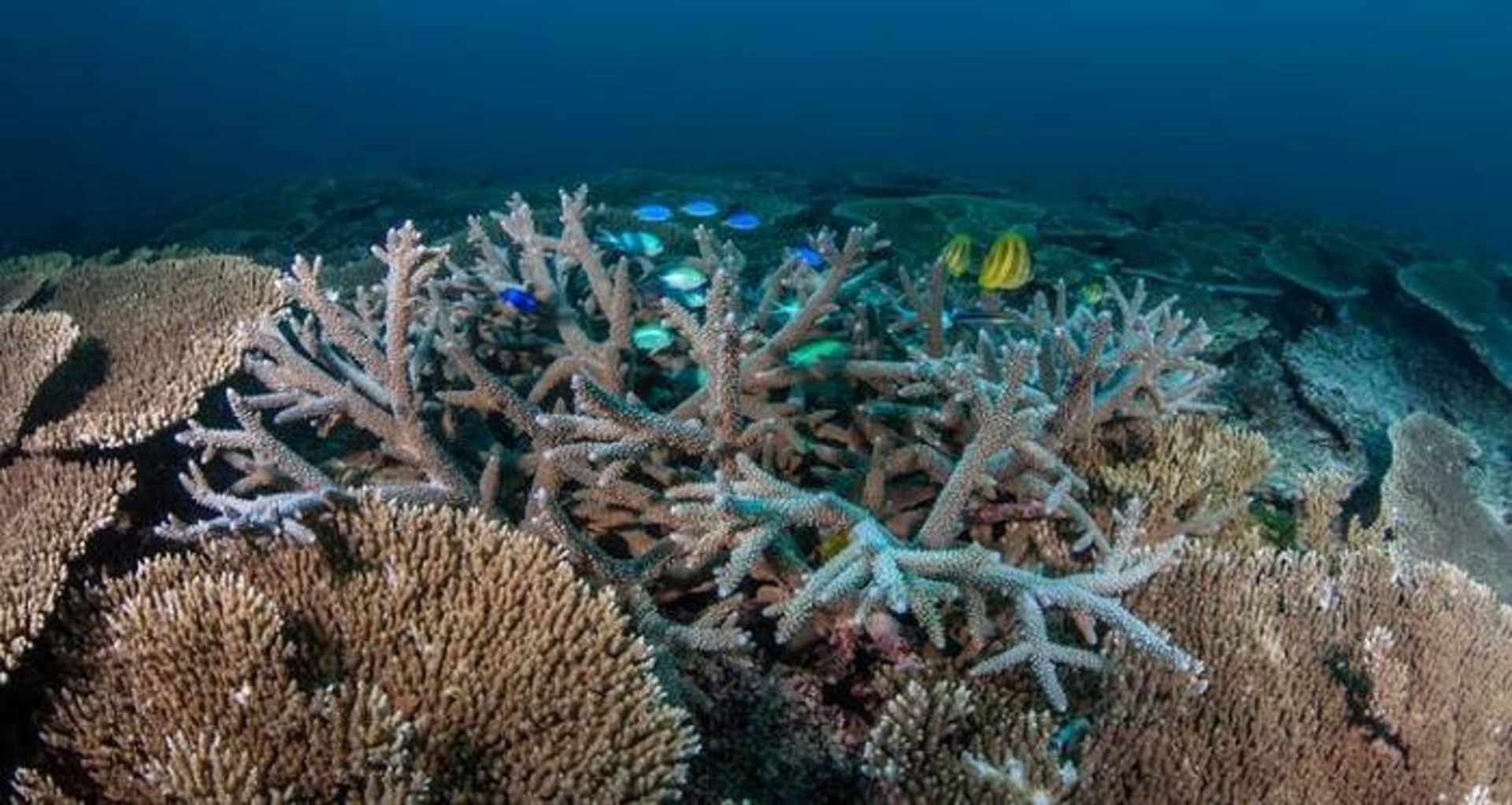 مرجان ها در دریا / coral