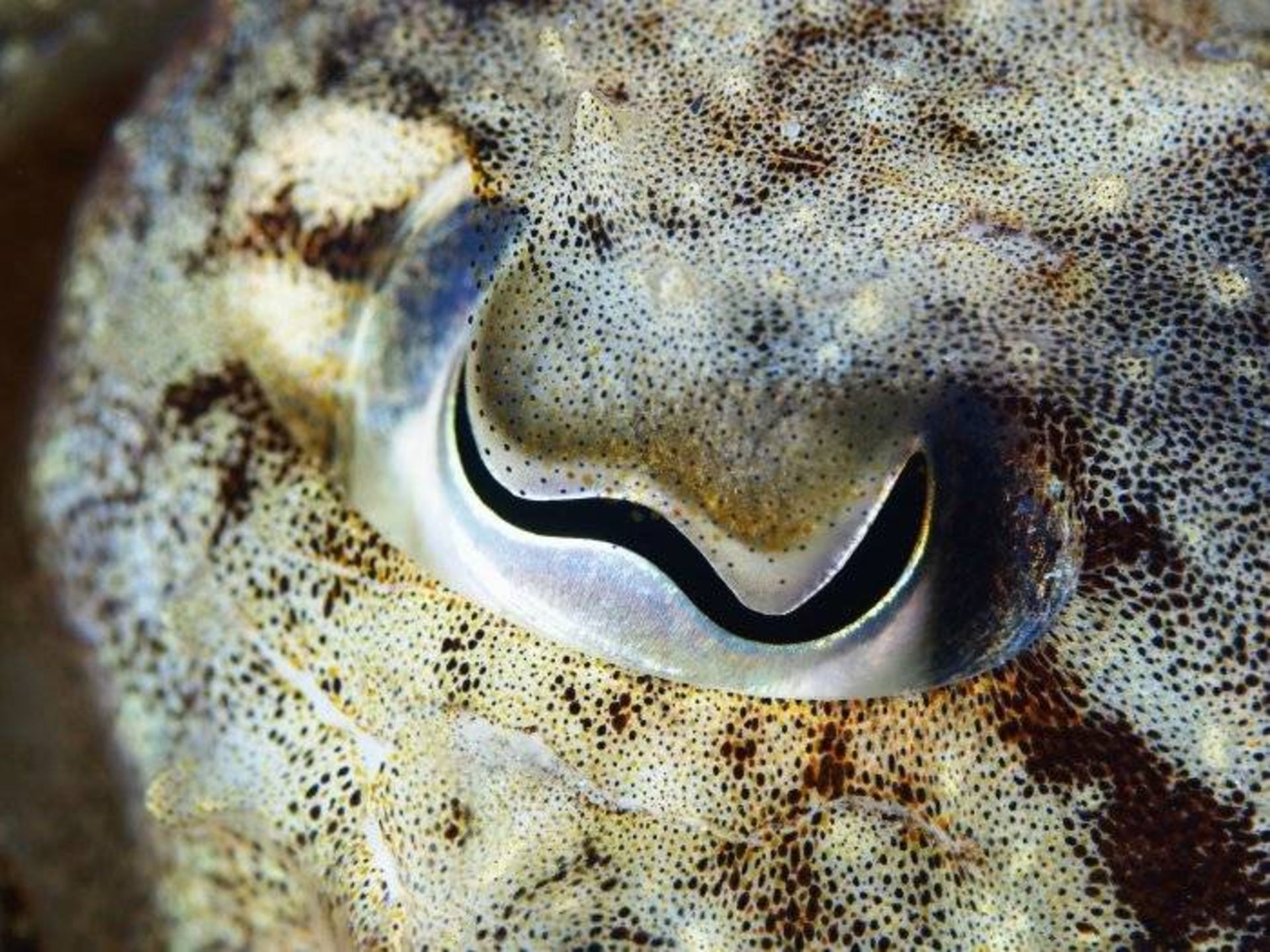 چشم‌ سپیداج / eye of cuttlefish