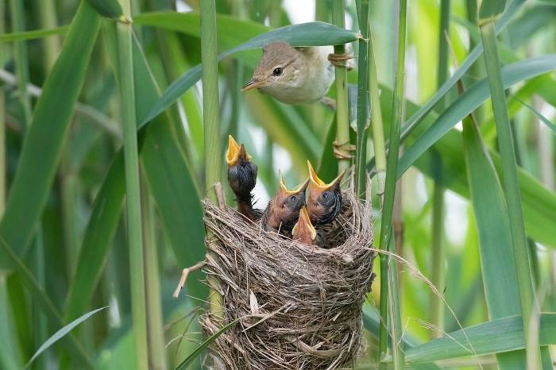 سسک نیزار اوراسیایی / Eurasian reed warbler 