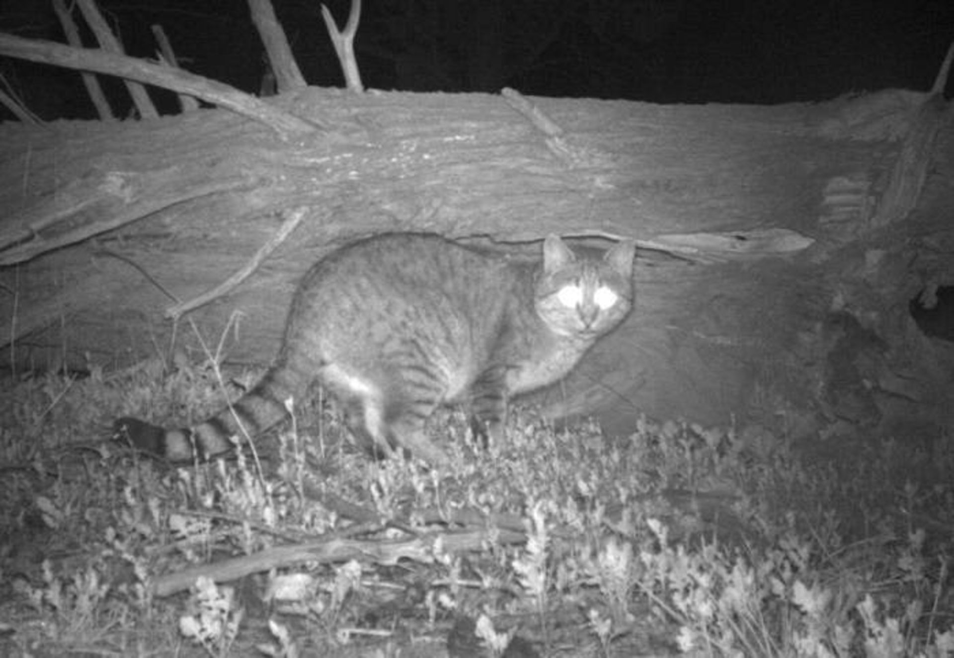 گربه وحشی در استرالیا / feral cat