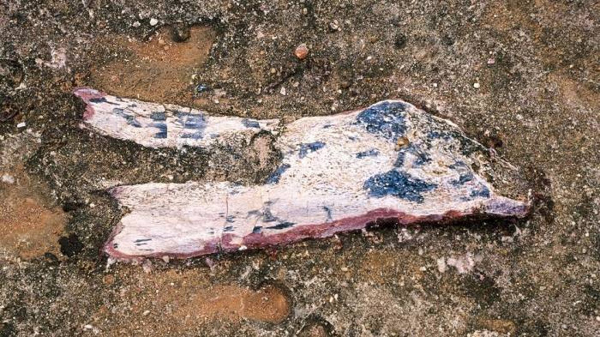 محوطه فسیلی هند / fossil site