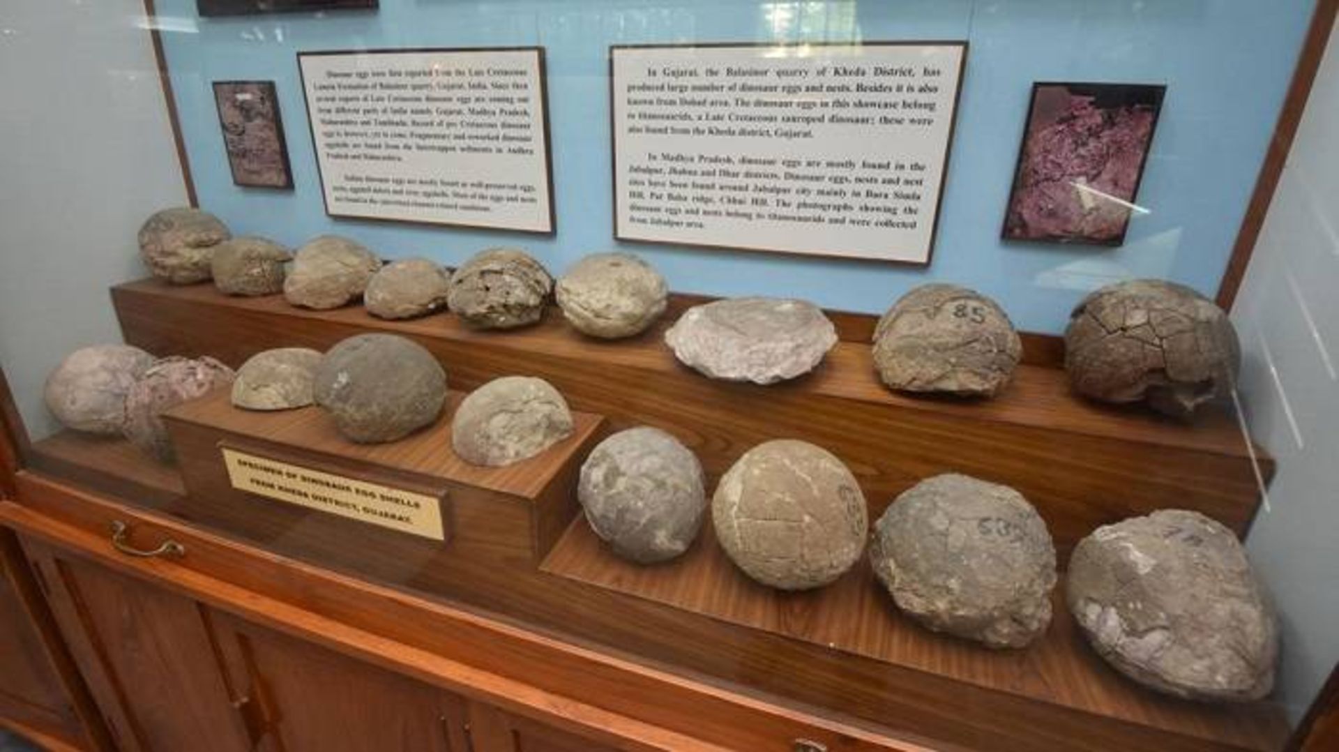 فسیل لانه دایناسور / fossilised dinosaur nests 