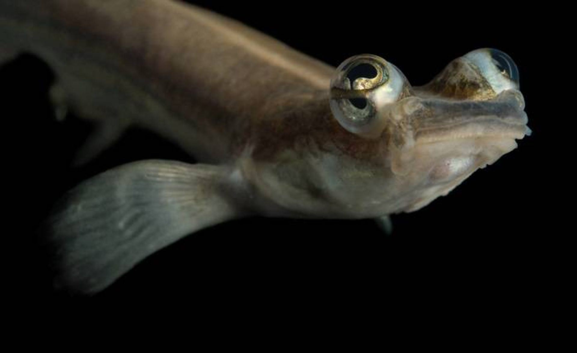 ماهی چهار چشمی / four-eyed fish