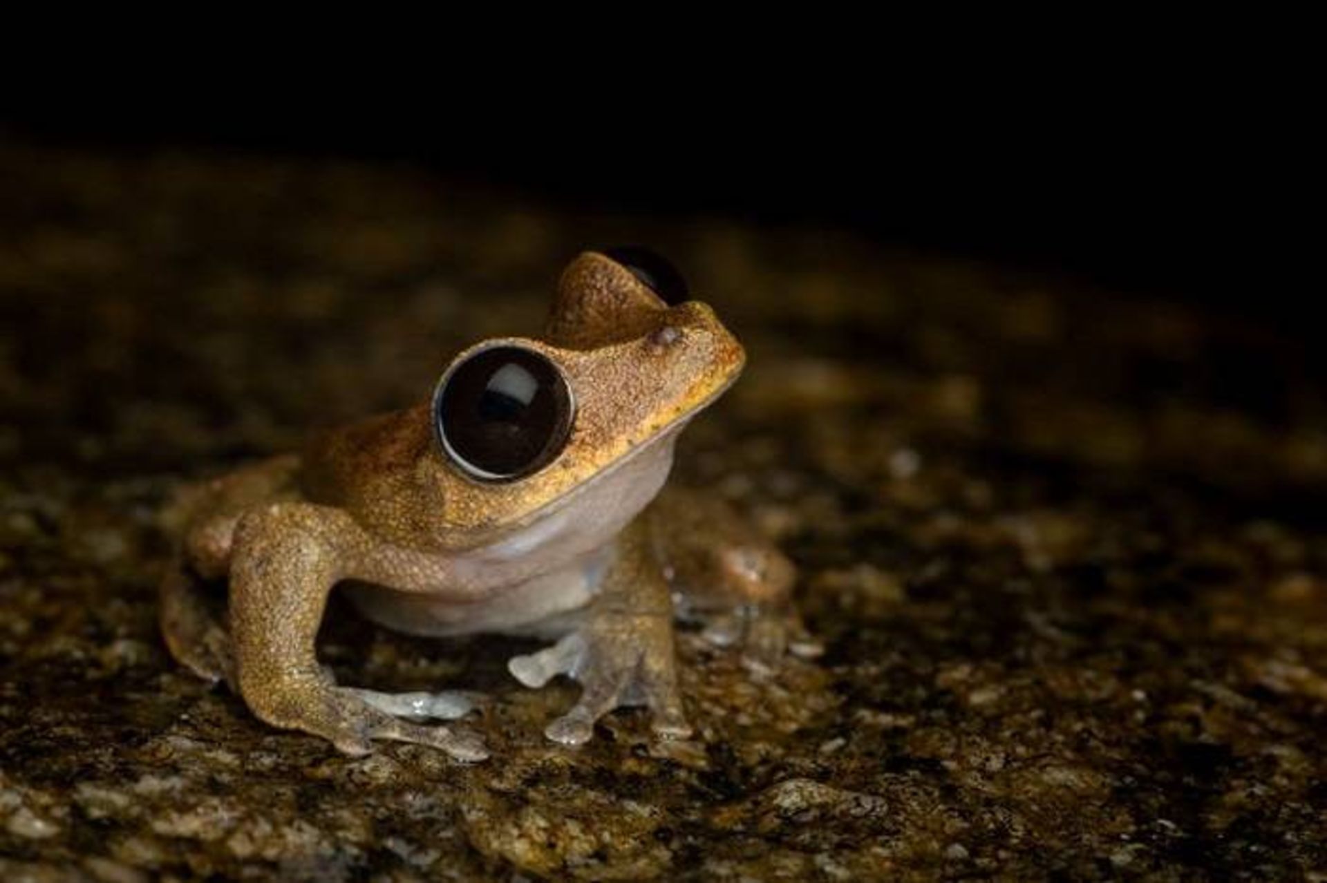 قورباغه / frog