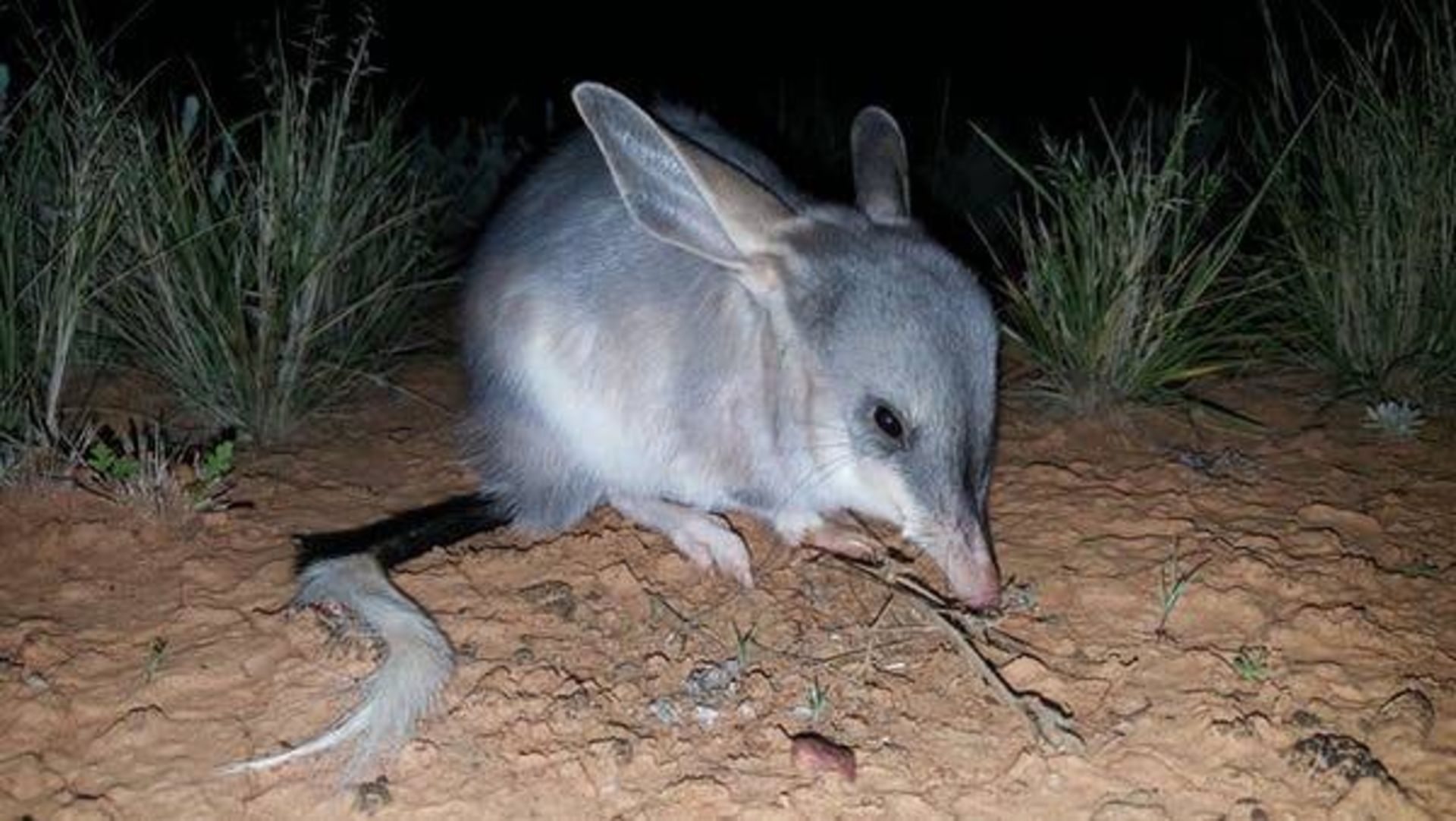 بیلبی بزرگ / Greater bilby