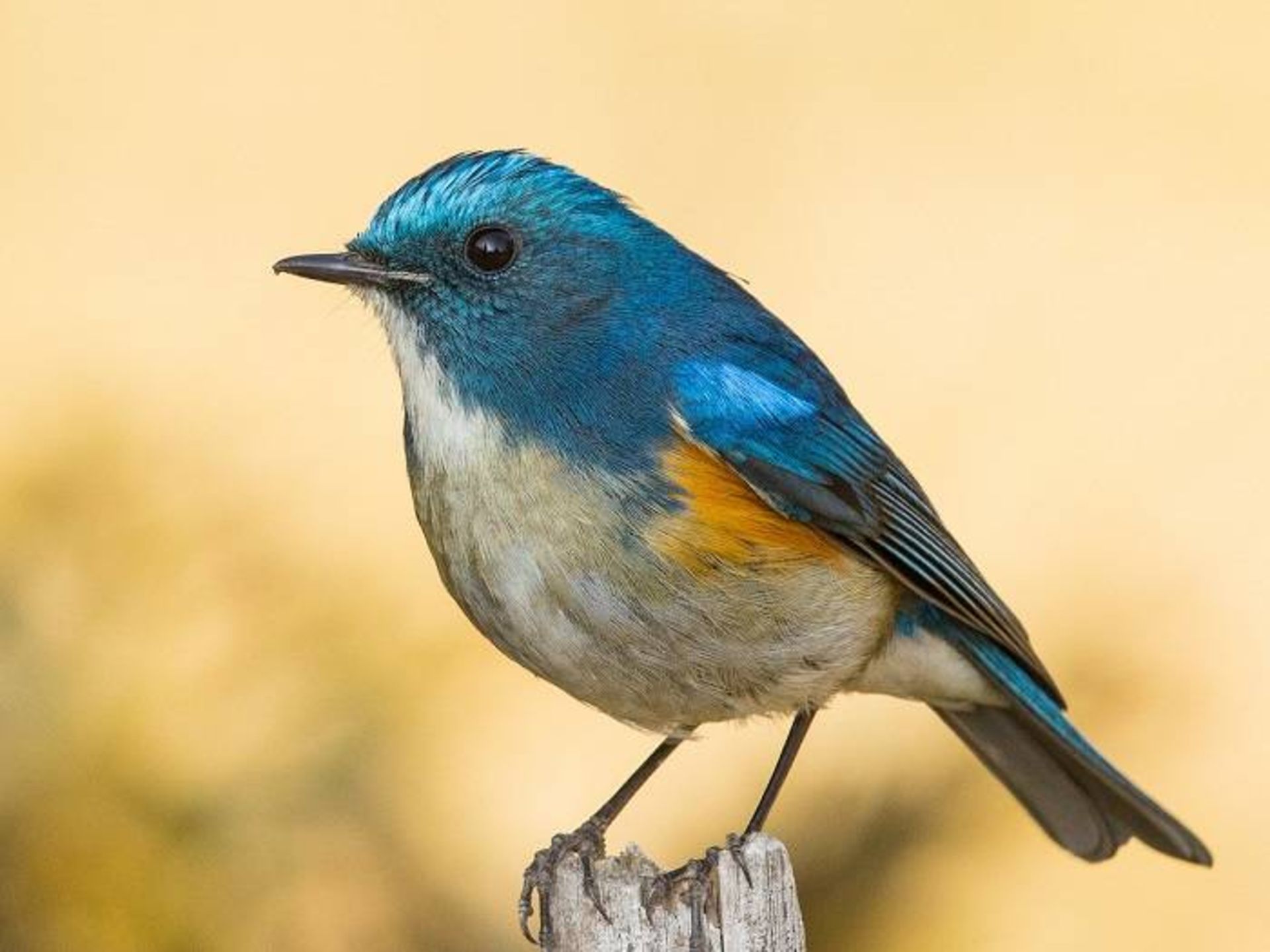 پرنده دم‌آبی هیمالیایی مهاجر / Himalayan bluetail 