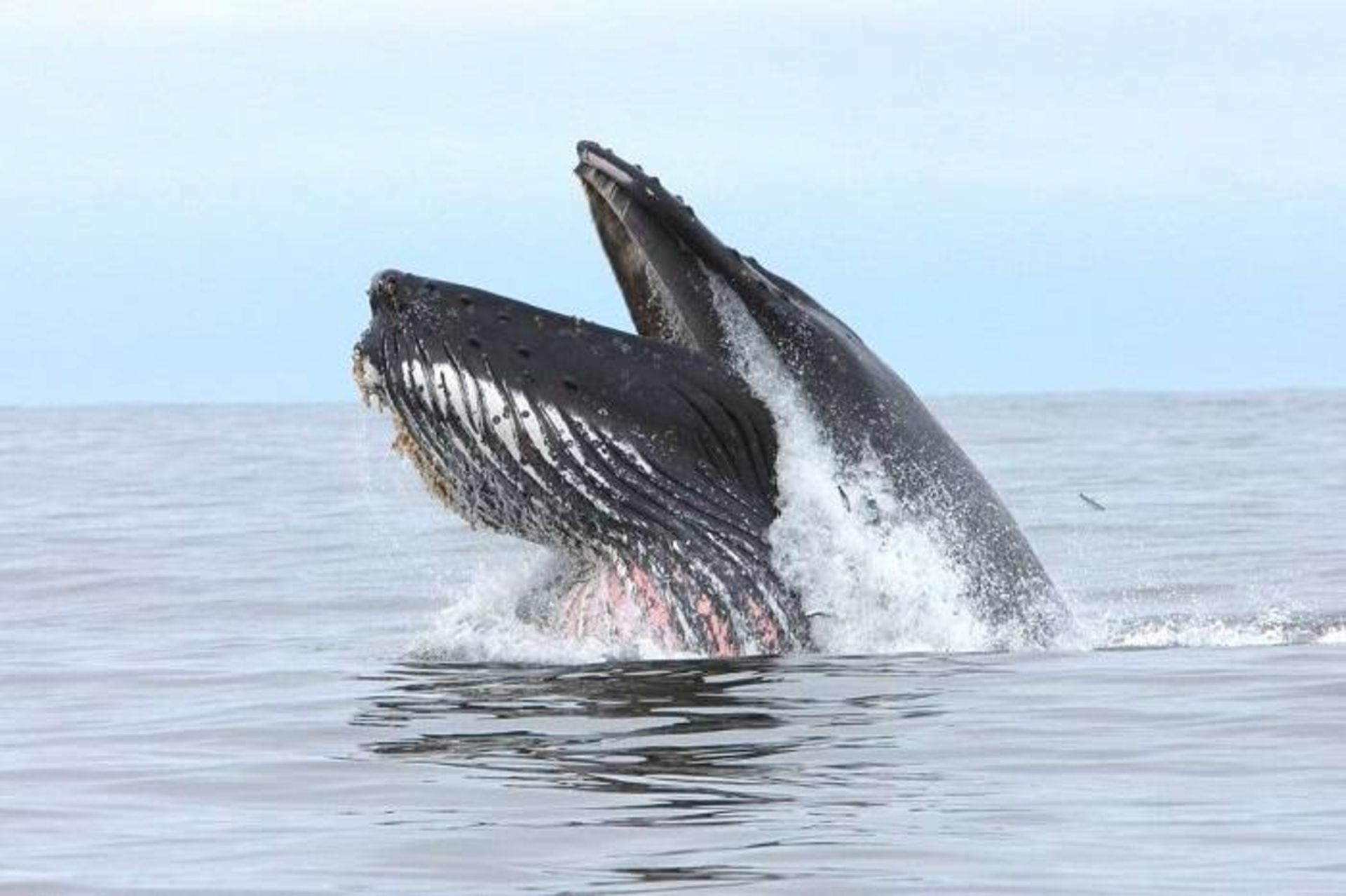 نهنگ گوژپشت در آب های کانادا / humpback whale