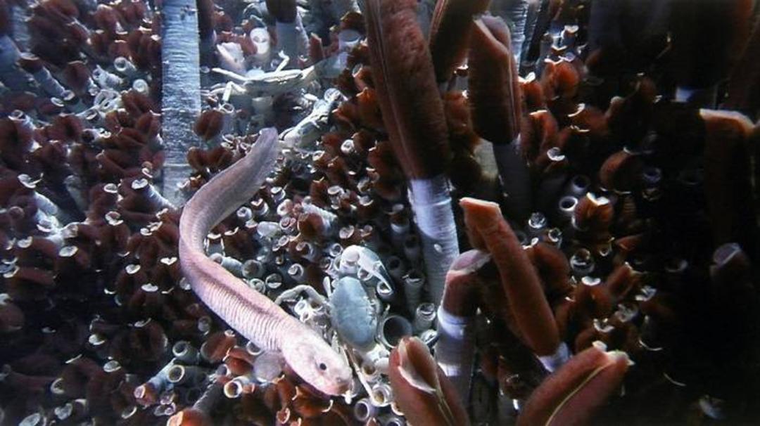 حیات در چاه های گرمابی اعماق اقیانوس / hydrothermal vents 