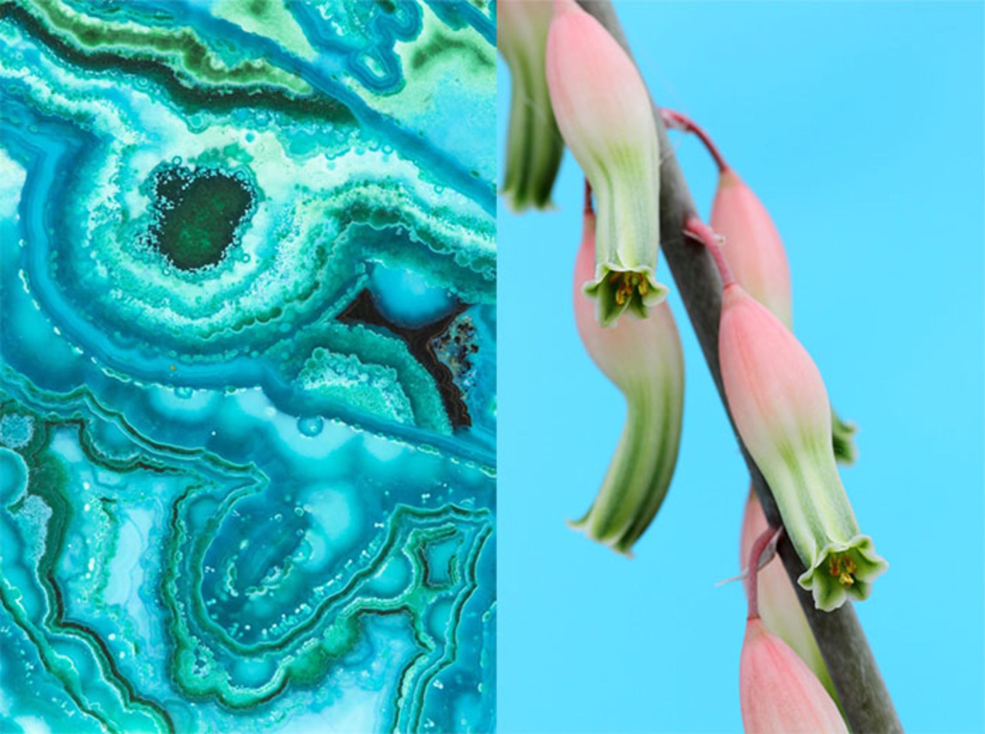 عکاسی ماکرو