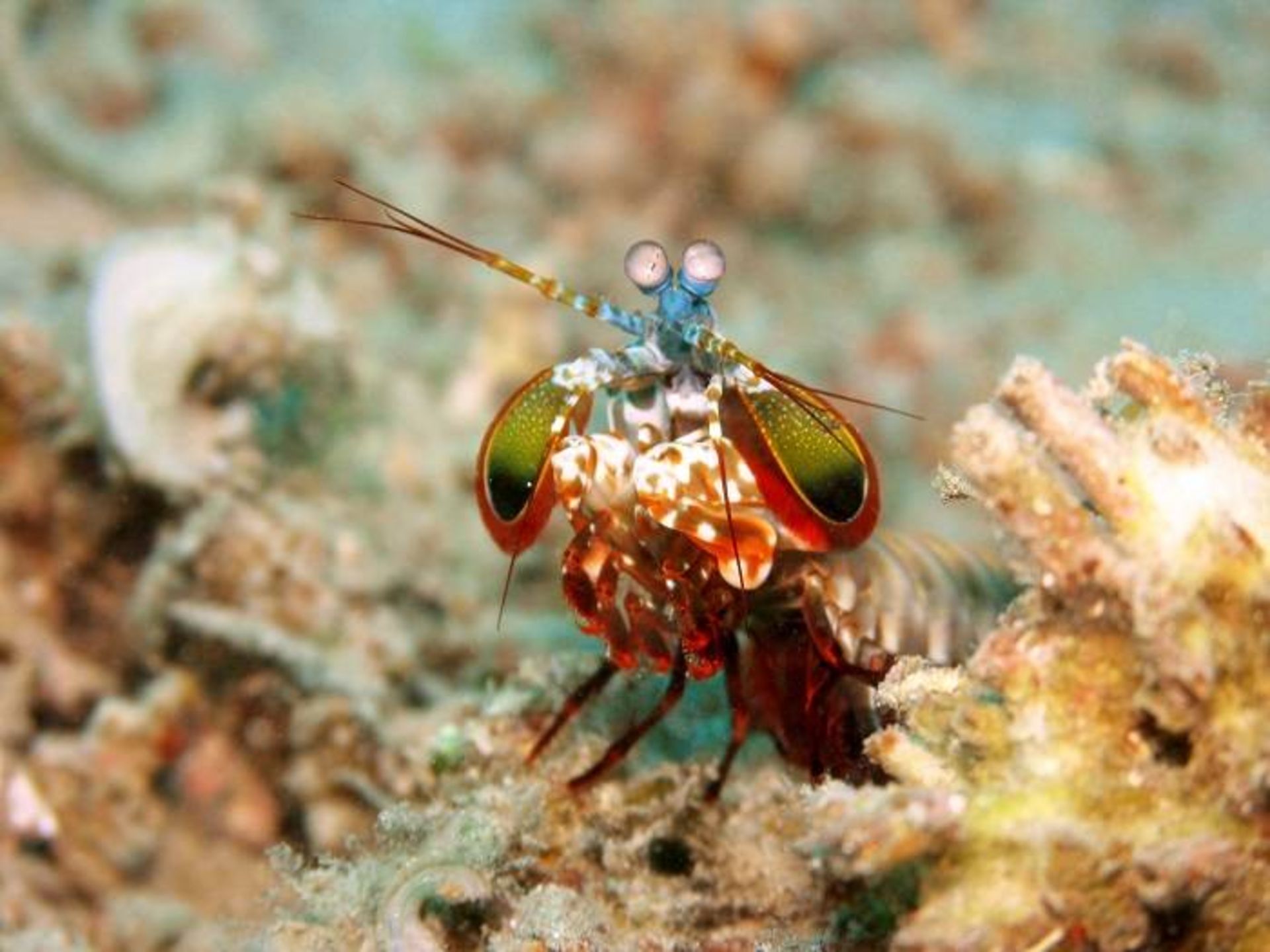 میگوی طاووسی / peacock mantis shrimp