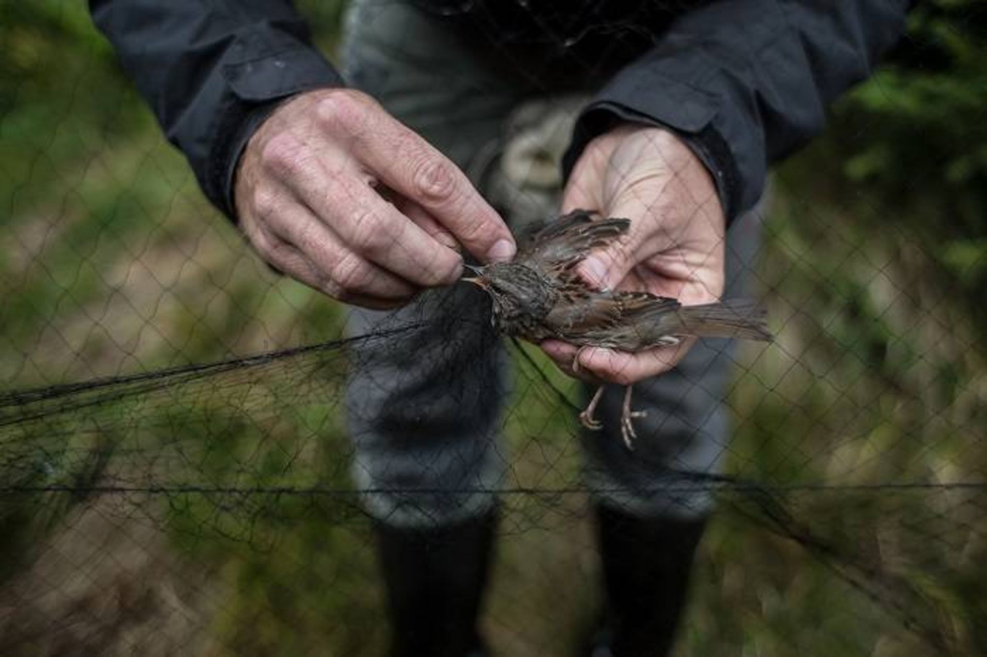 پرنده شناس در حال آزاد کردن پرنده / Ornithologist