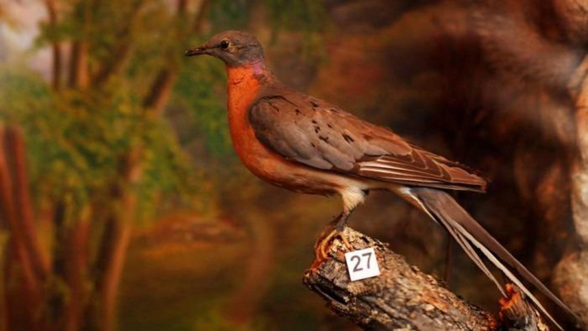 کبوتر وحشی آمریکای شمالی / passenger pigeon