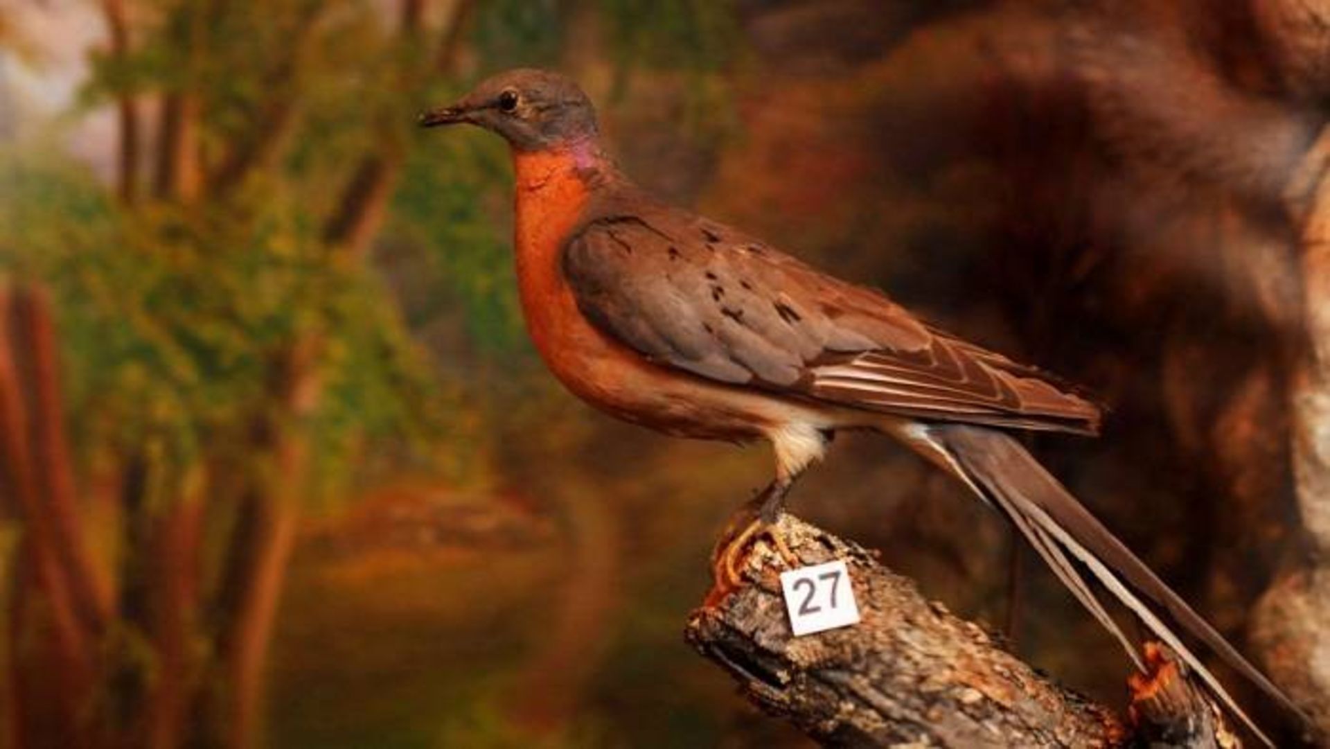 کبوتر وحشی آمریکای شمالی / passenger pigeon