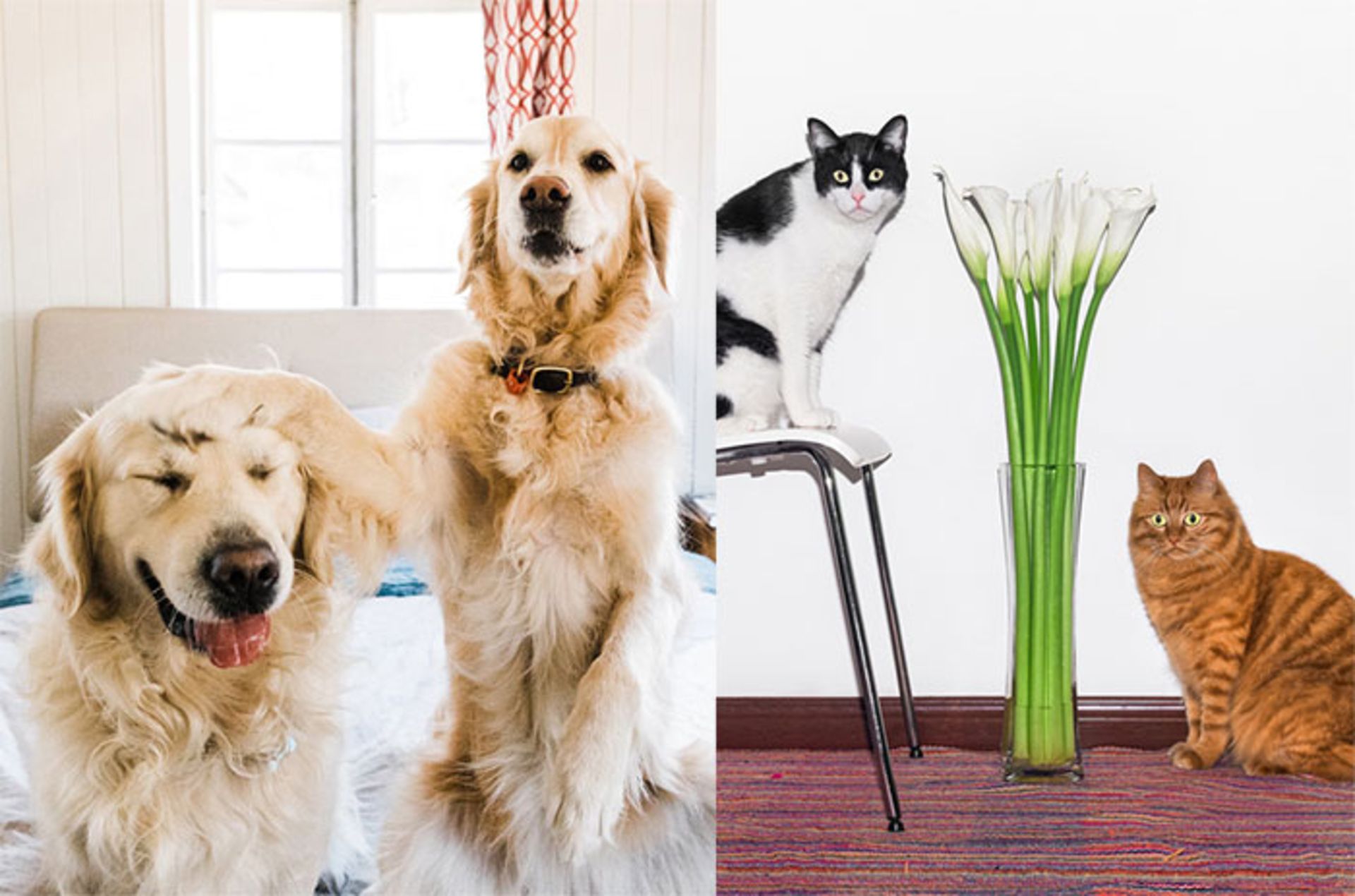 عکاسی از حیوانات خانگی