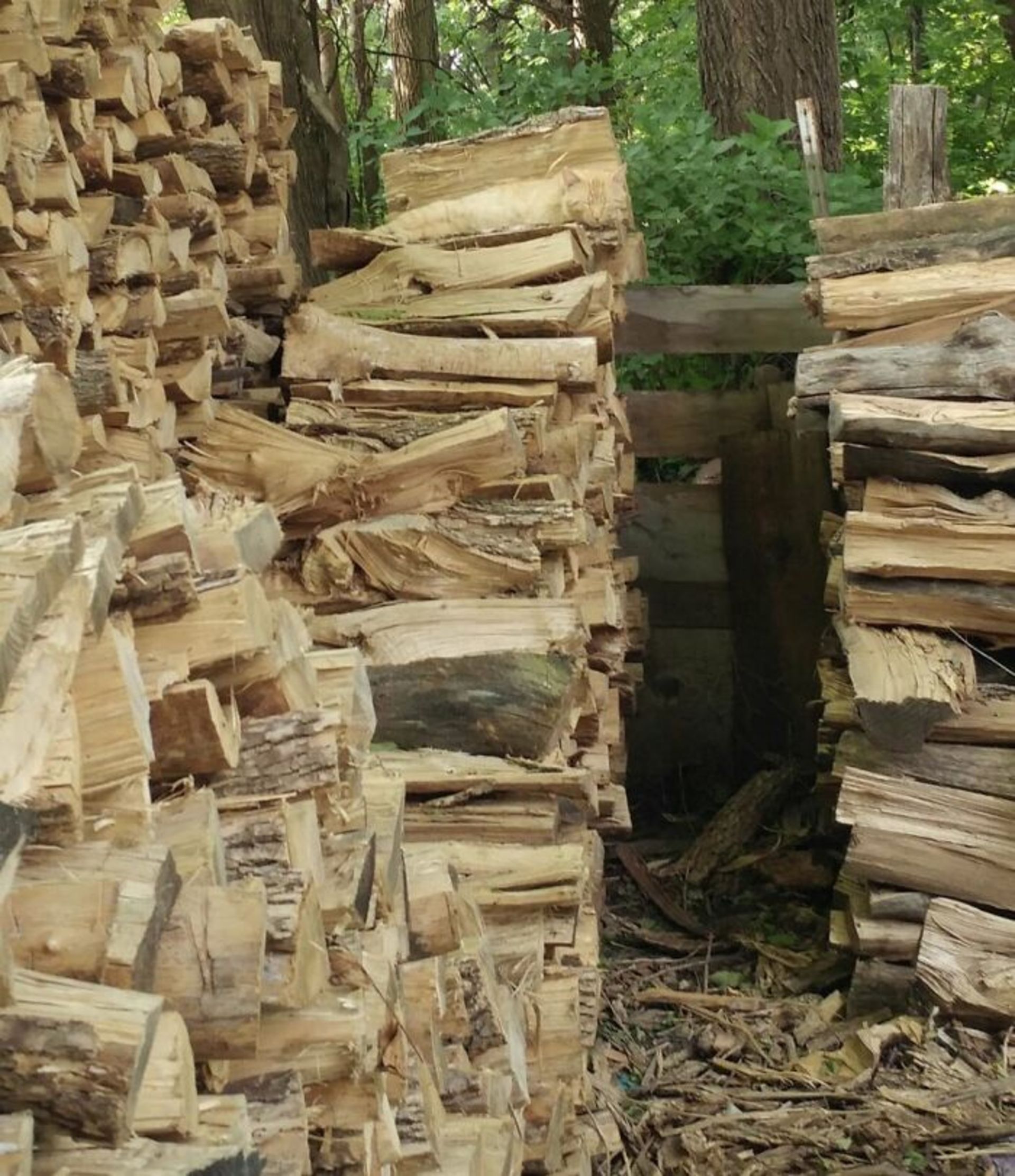 گربه میان الوار