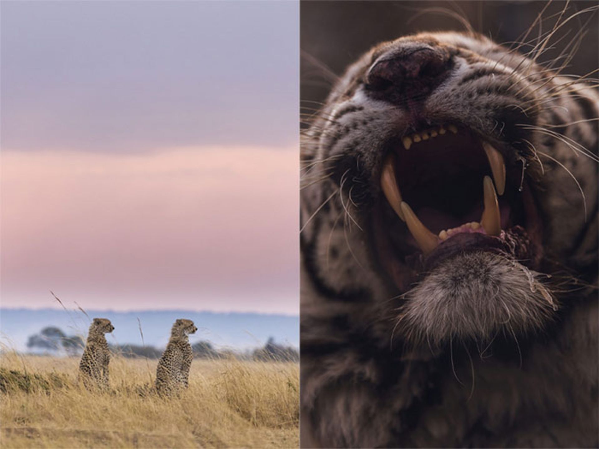 عکاسی حیات وحش