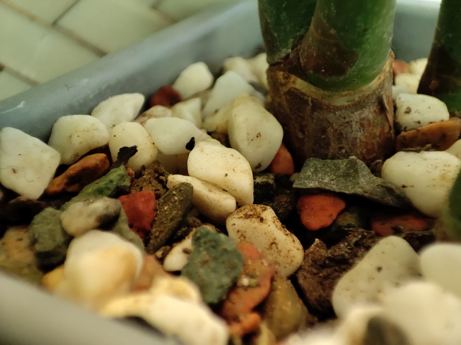 عکس ماکرو دوربین شیائومی ۱۱ لایت 5G NE