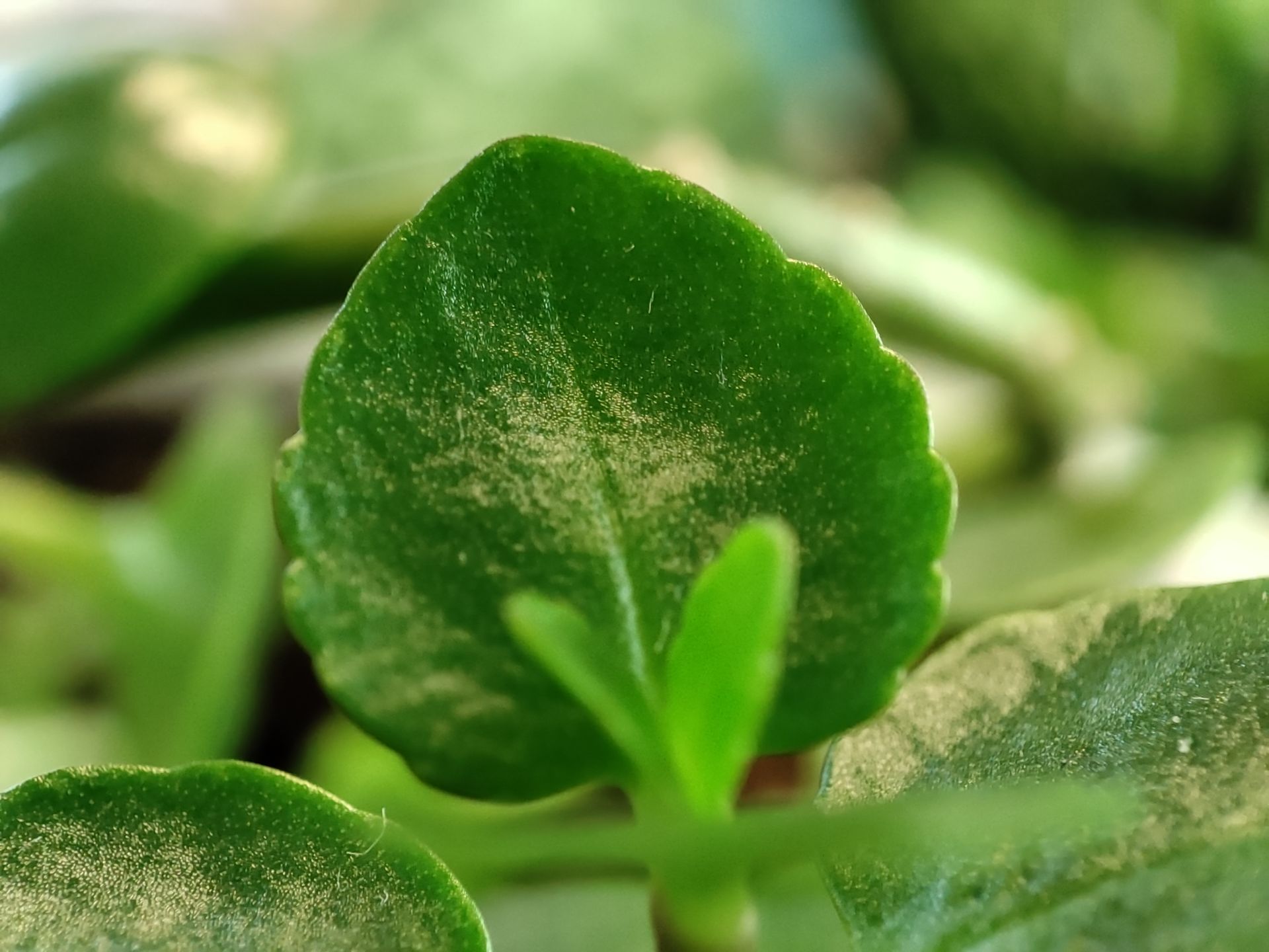 عکس ماکرو دوربین شیائومی ۱۱ لایت 5G NE