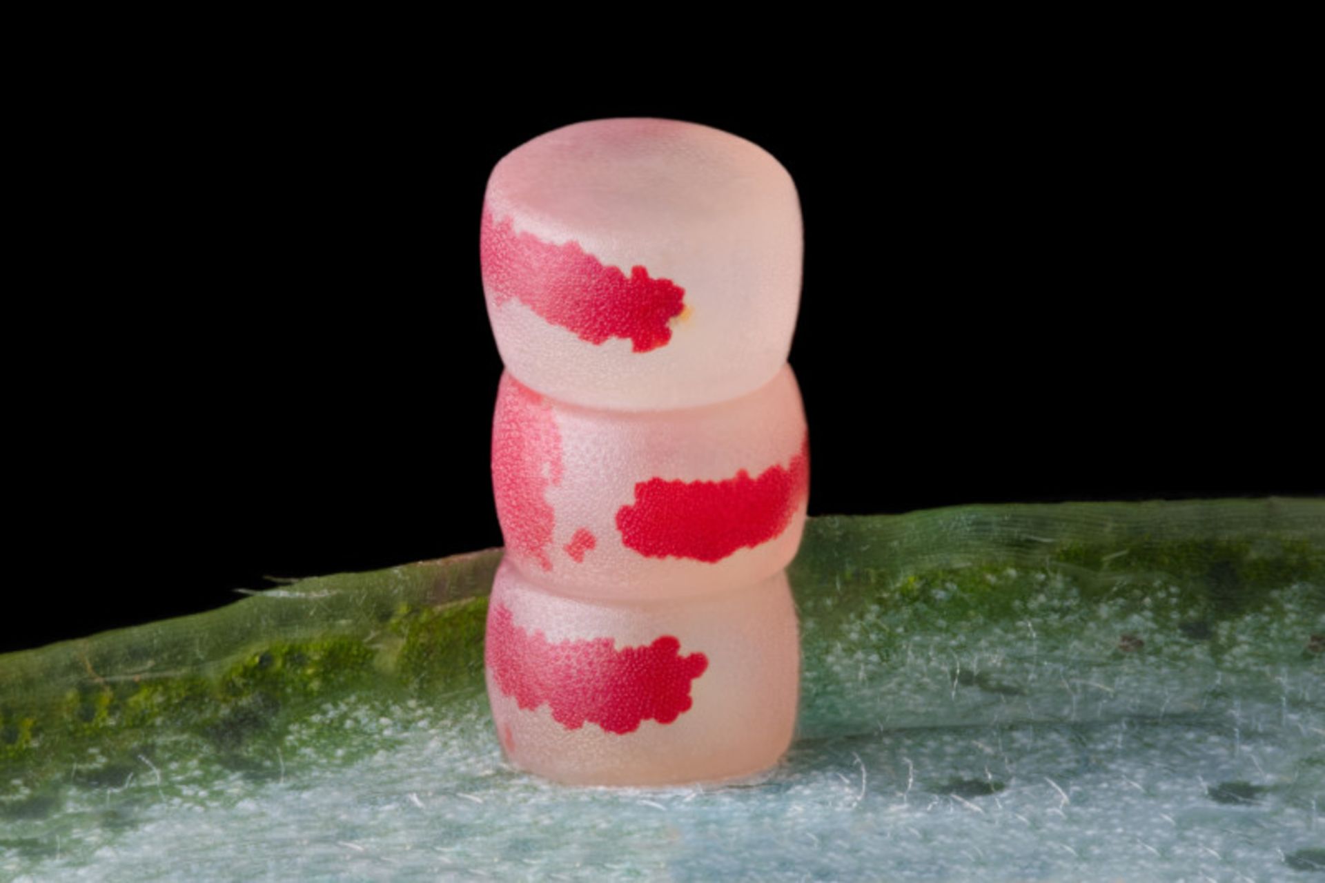 برندگان مسابقه نیکون Small World سال 2022