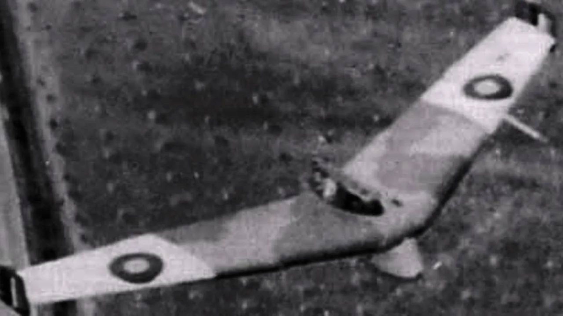 خفاش بینس / baynes bat