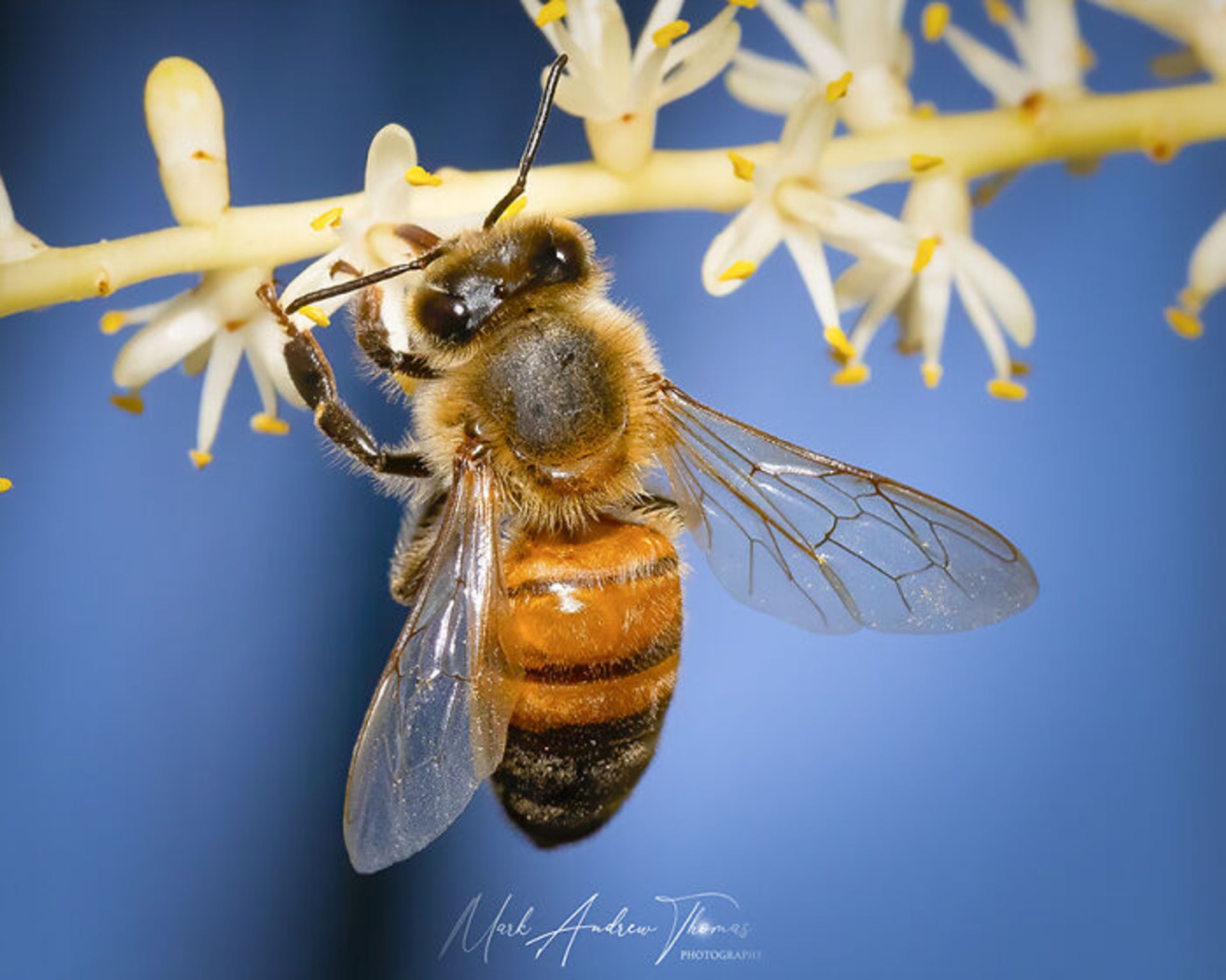 طبیعت با لنز ماکرو