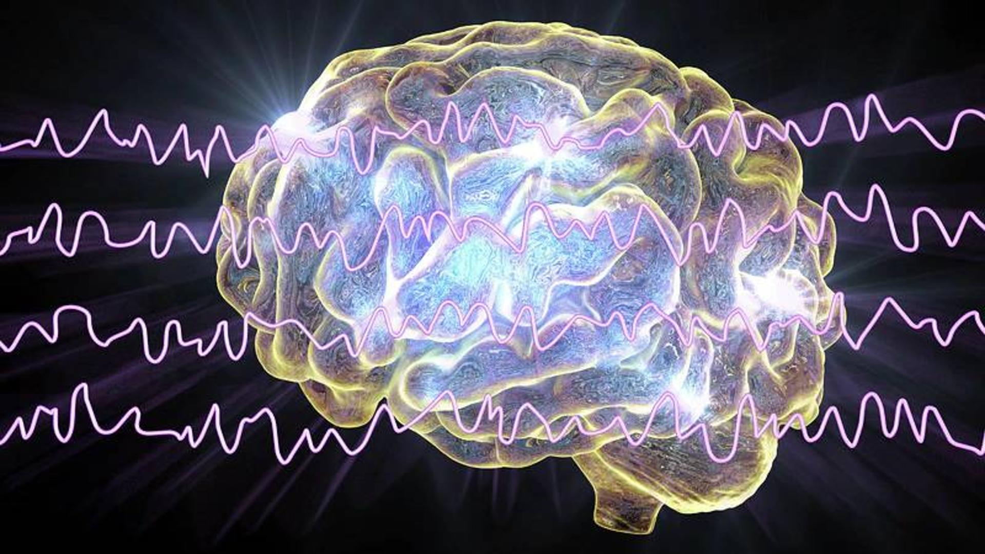 مغز / brain
