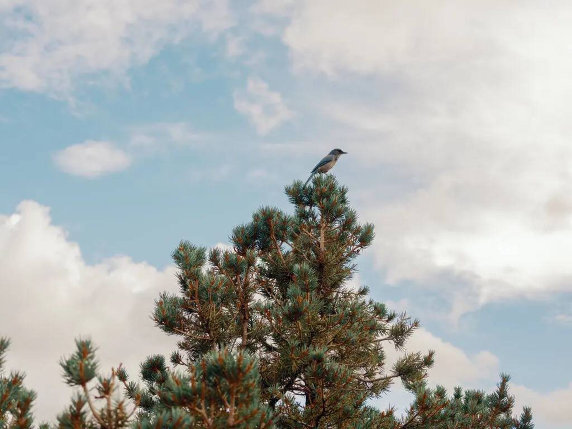 کاج پینیون تک برگ / pinyon