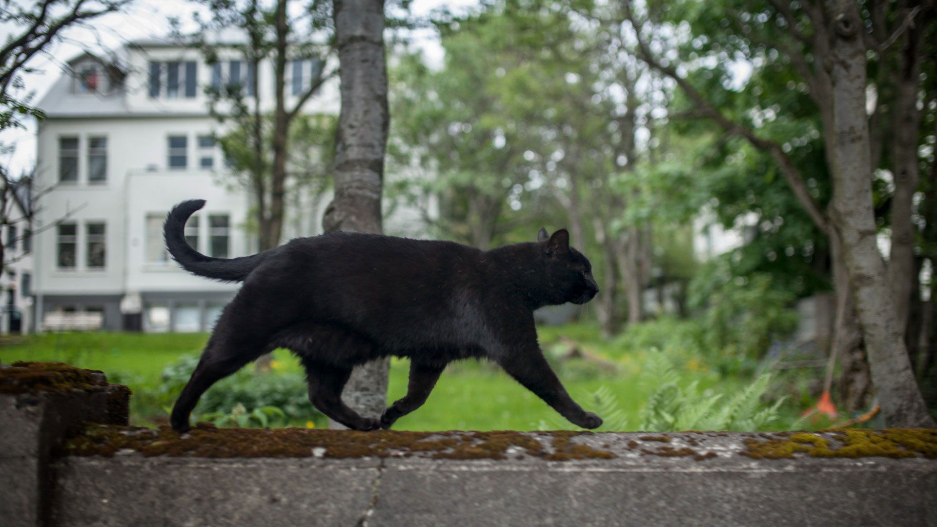 گربه‌ها موجودات شفقی