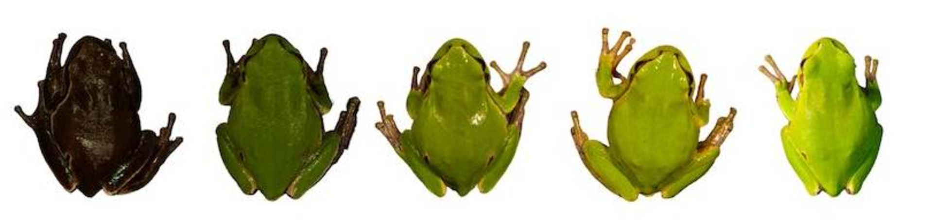  قورباغه های سنت آنتونی / St. Anthony’s frog