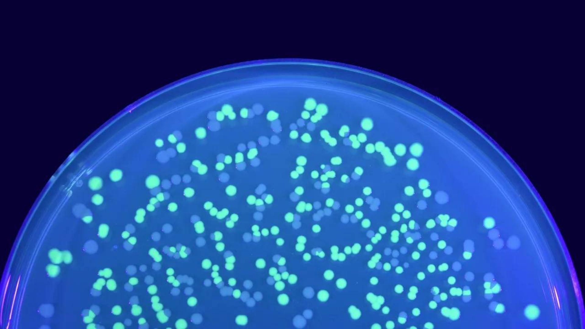 باکتری / bacteria 