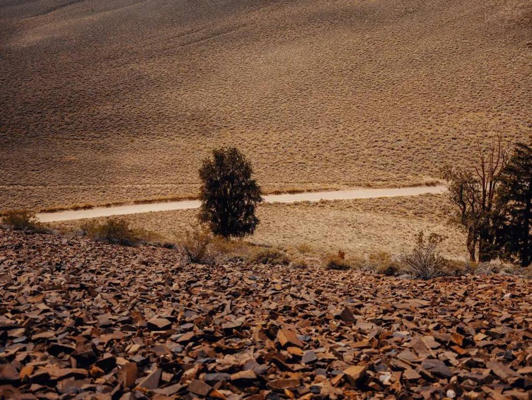 کاج زبرمیوه غربی / bristlecone pines
