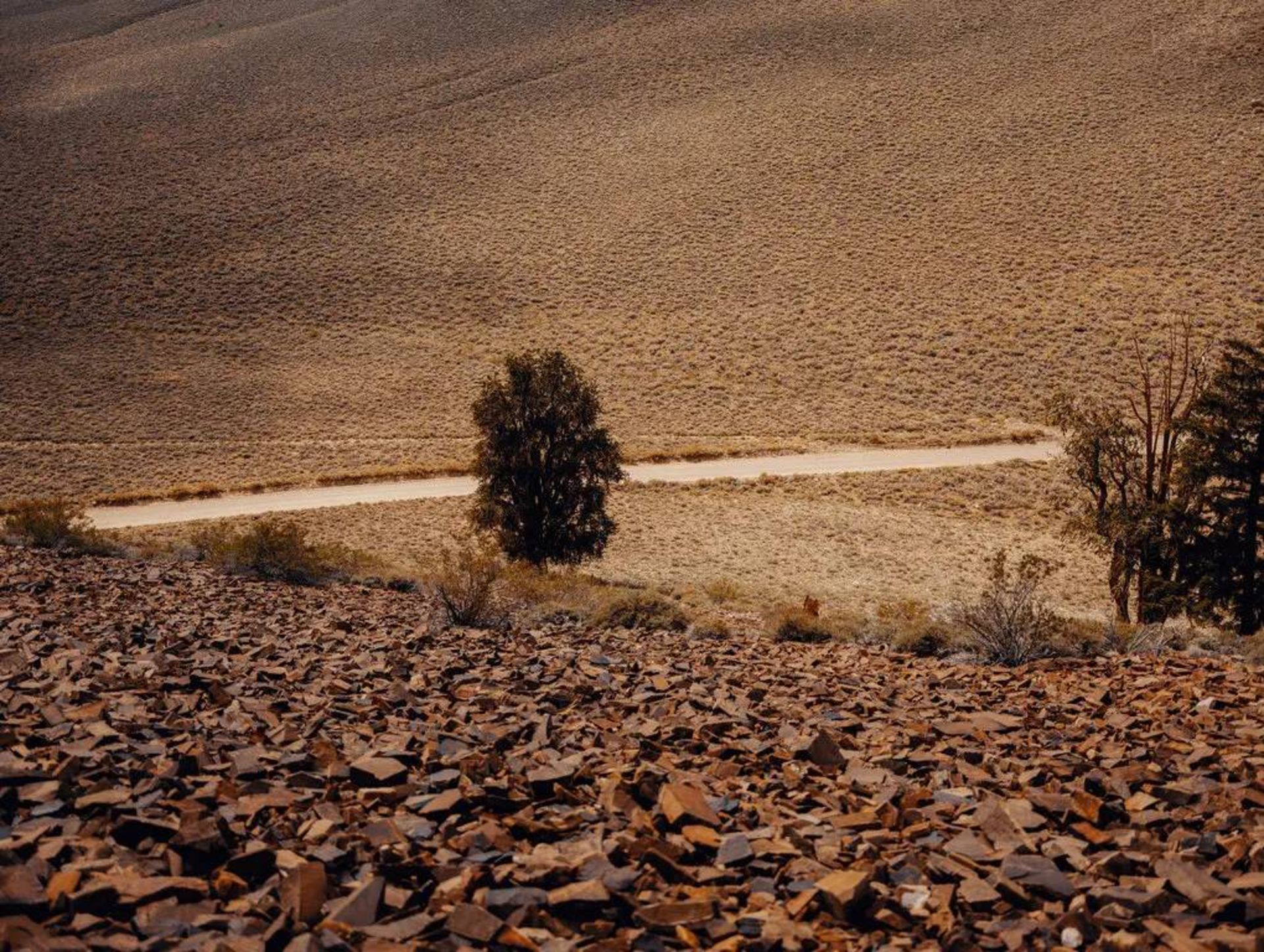کاج زبرمیوه غربی / bristlecone pines
