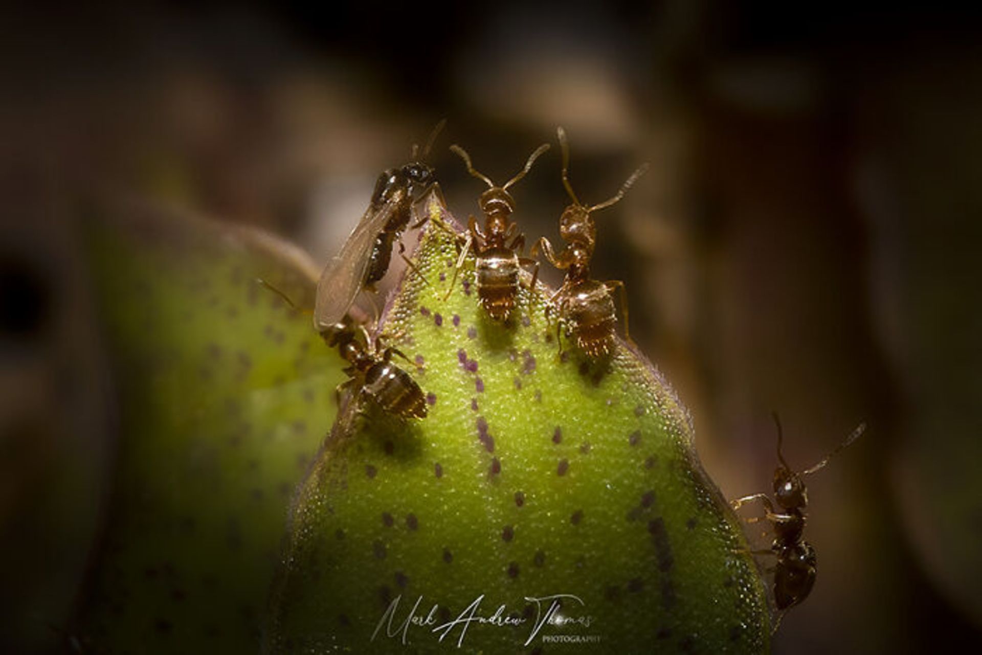 طبیعت با لنز ماکرو